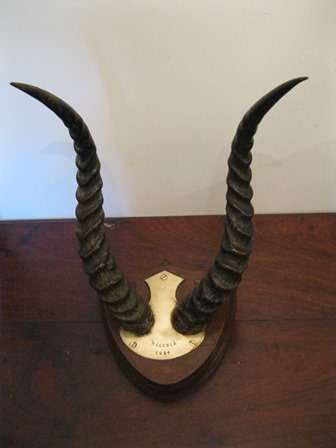 Antique Buck Horns Mounted on a Shield and Dated 1916