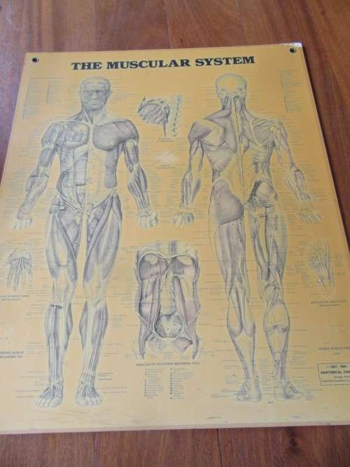 Vintage Anatomical Chart by Peter Bachin