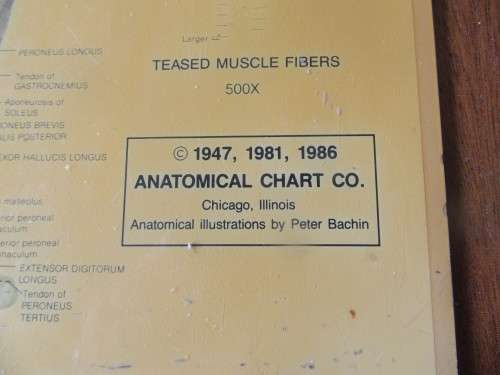 Vintage Anatomical Chart by Peter Bachin