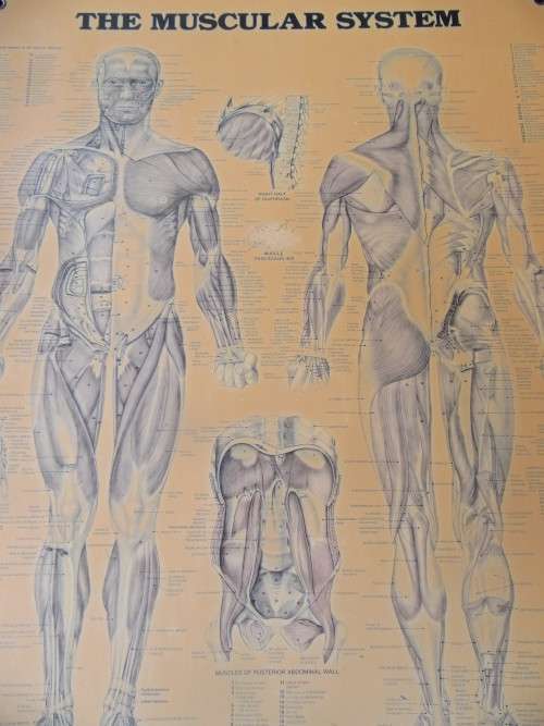 Vintage Anatomical Chart by Peter Bachin