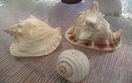 Set of 3 Large  Shells