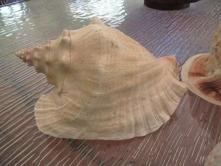 Set of 3 Large  Shells