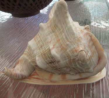 Set of 3 Large  Shells