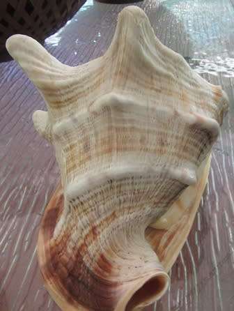 Set of 3 Large  Shells