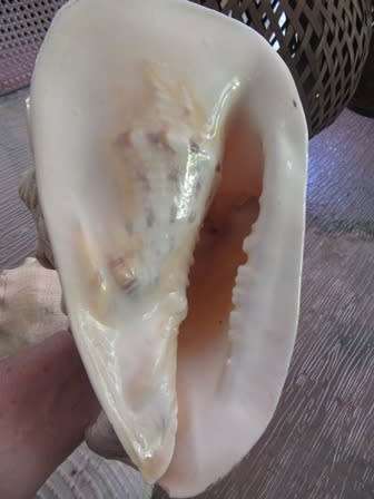 Set of 3 Large  Shells