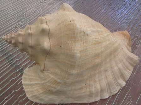 Set of 3 Large  Shells