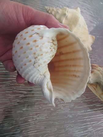 Set of 3 Large  Shells