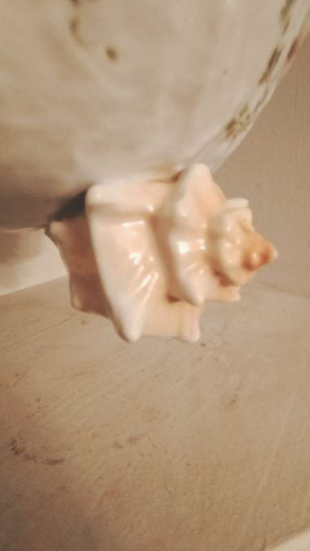 Musterschutz German Porcelain Bowl with Conch Shell Feet Hand Painted Fish & Silver Rim