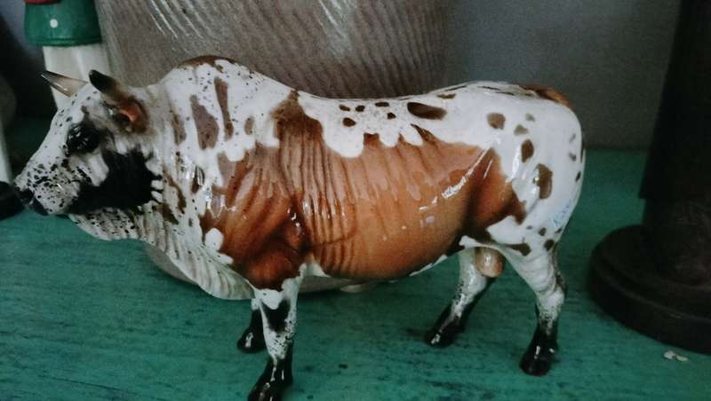 cheval Nguni Bull