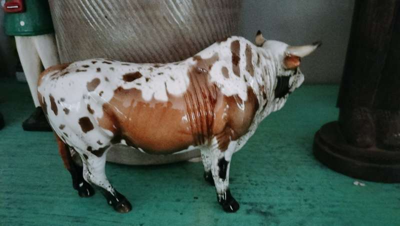 cheval Nguni Bull