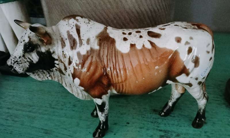 cheval Nguni Bull