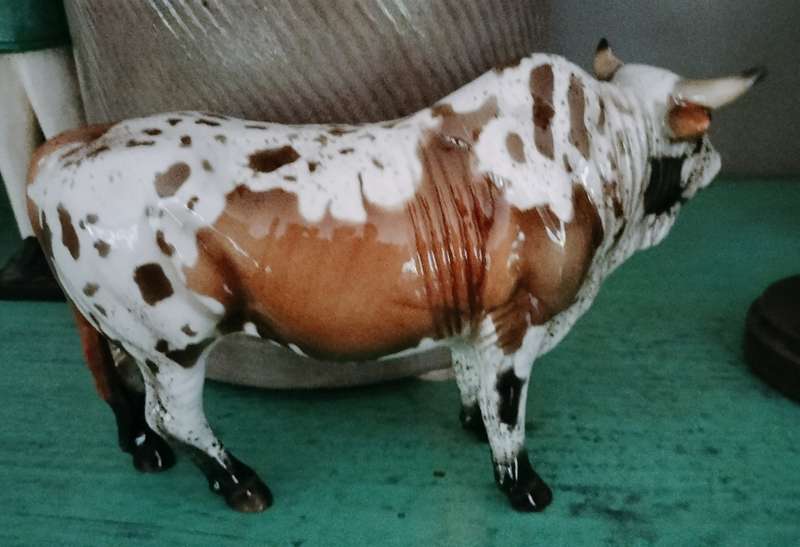cheval Nguni Bull