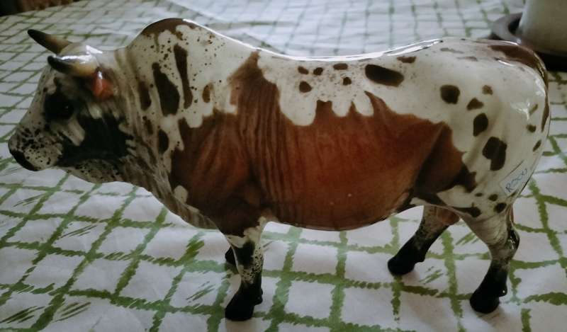 cheval Nguni Bull