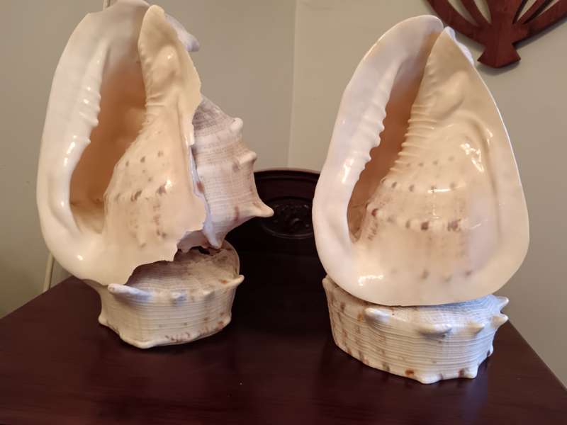 Pair of Conch Shells on Shell Bases