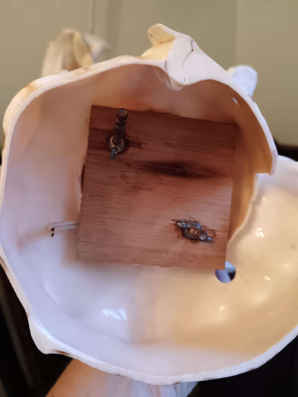Pair of Conch Shells on Shell Bases