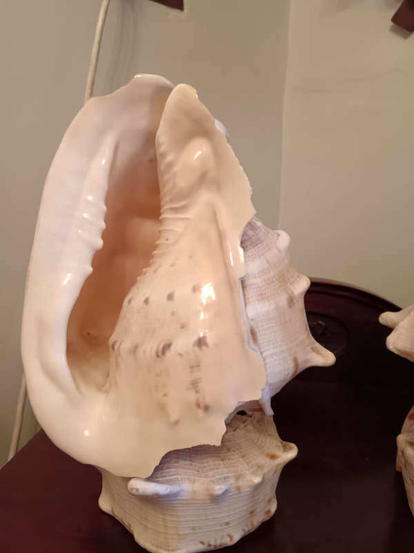 Pair of Conch Shells on Shell Bases