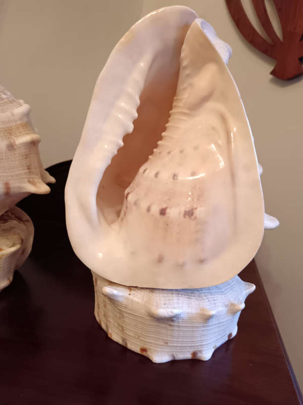 Pair of Conch Shells on Shell Bases