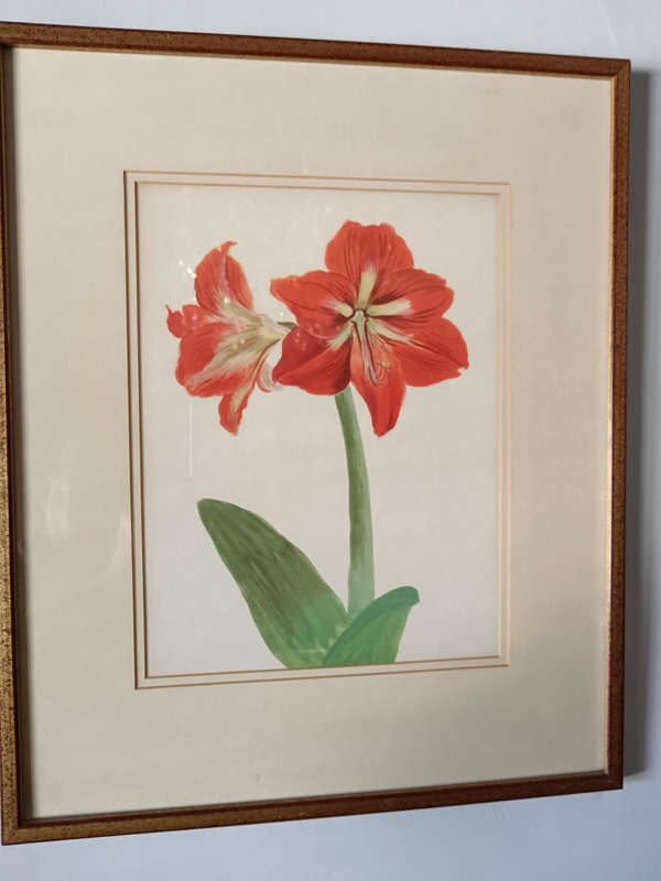 Framed Botanical Print of Amaryllis Flower