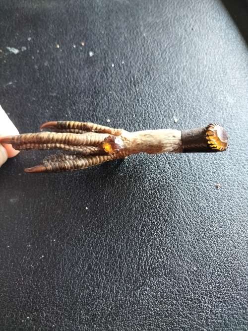 Antique Scottish Grouse Claw Brooch with Citrines and silver trimmings.