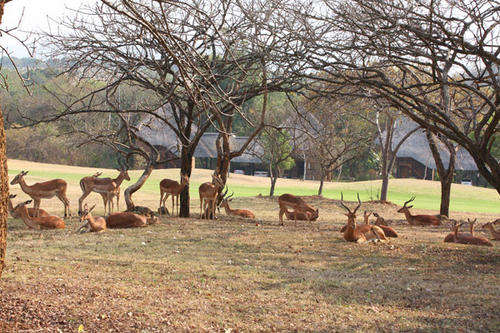 Midweek @ Kruger Park Lodge, Hazyview from 29 Oct - 02 Nov 2012 (4 Nights) 2 Bedrooms/sleeps 4