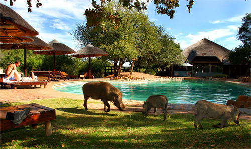 Midweek @ Mabalingwe, Bela Bela from 02 - 06 Dec 2013(4 nights)Studio/ sleeps 4