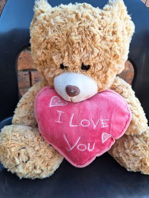 Teddy