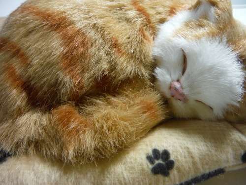Lifelike Kitten Sleeping on a Cushion