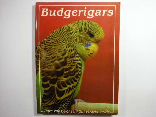Budgerigars - Carol Kyle