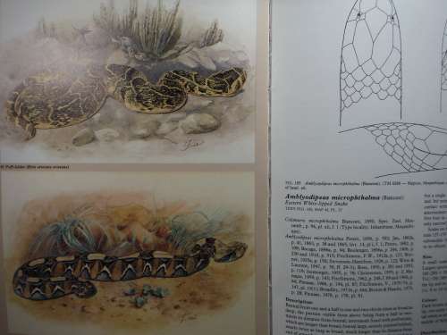 FitzSimons` Snakes of Southern Africa - Hardcover - Donald G. Broadley - 1983