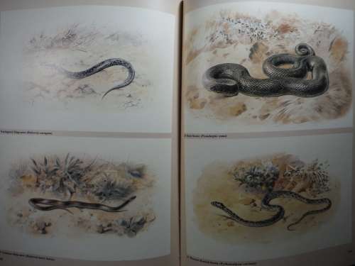 FitzSimons` Snakes of Southern Africa - Hardcover - Donald G. Broadley - 1983
