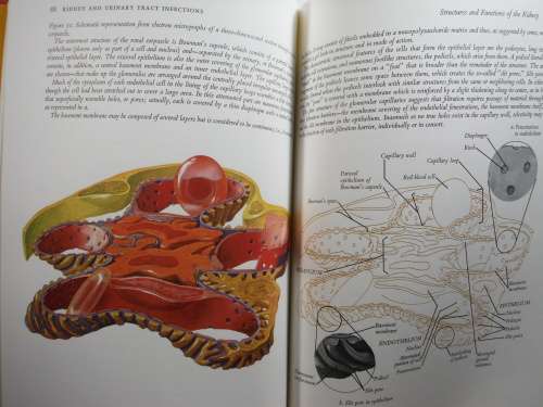 Kidney and Urinary Tract Infections - Hardcover - Lilly Research Laboratories - 1971