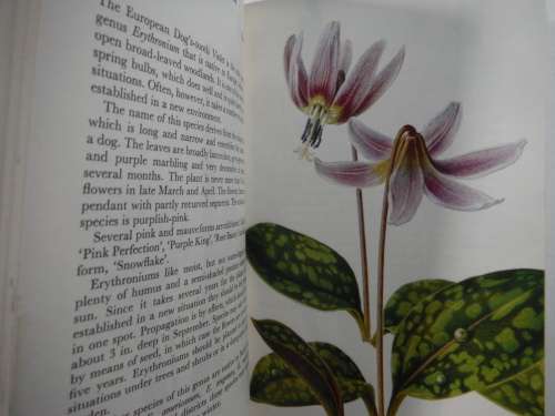Flowering Bulbs : A Concise Guide in Colour - Hardcover