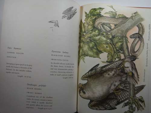 Avifauna Africana - 12 Watercolours of South African Wild Birds - Norman Neumann - 1965