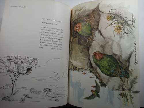 Avifauna Africana - 12 Watercolours of South African Wild Birds - Norman Neumann - 1965