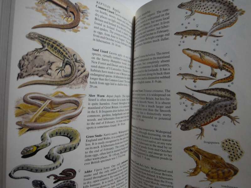 The Complete Guide to British Wildlife - Paperback - N.Arlott