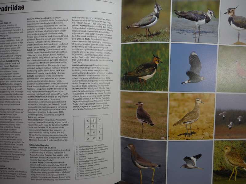 Photographic Guide to the Waders of the World - Hardcover - David Rosair - 1995 Edition