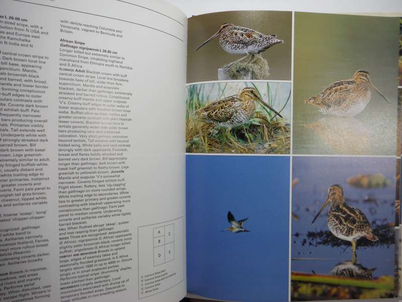 Photographic Guide to the Waders of the World - Hardcover - David Rosair - 1995 Edition