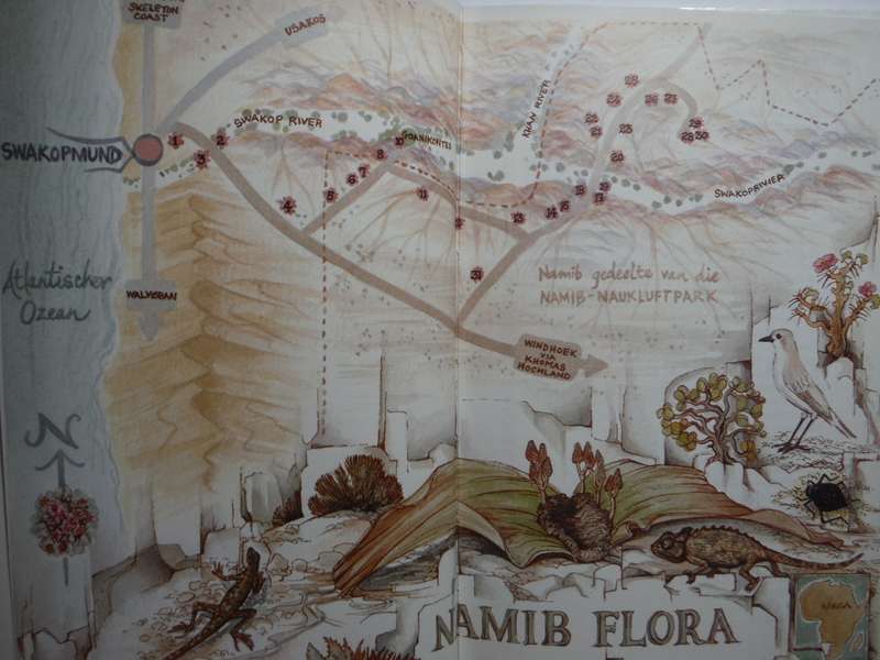 Namib Flora : Swakopmund to the Giant Welwitschia via Goanikontes - Hardcover - Patricia Craven