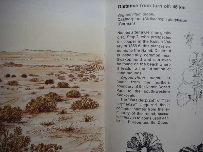 Namib Flora : Swakopmund to the Giant Welwitschia via Goanikontes - Hardcover - Patricia Craven