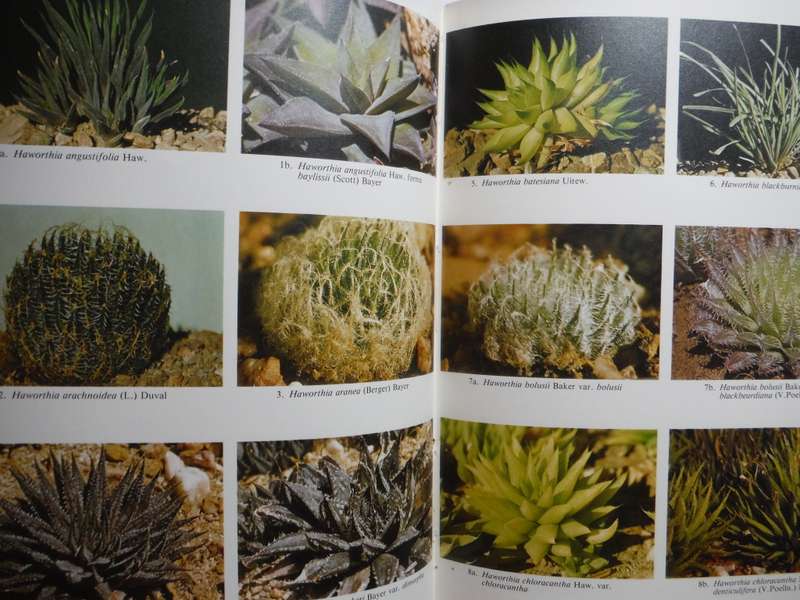 The New Haworthia Handbook - Softcover - M.B. Bayer - 1982