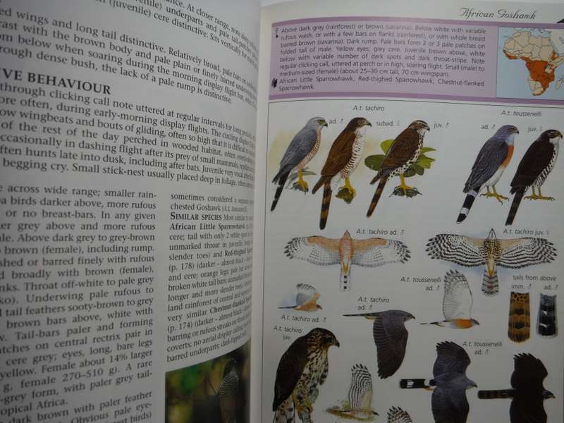Sasol : Birds of Prey of Africa and its Islands - Paperback - Alan & Meg Kemp