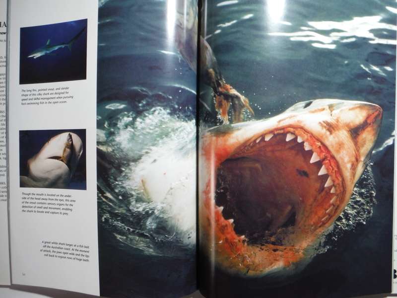 Sharks : A Portrait of the Animal World - Hardcover - Andrew Cleave