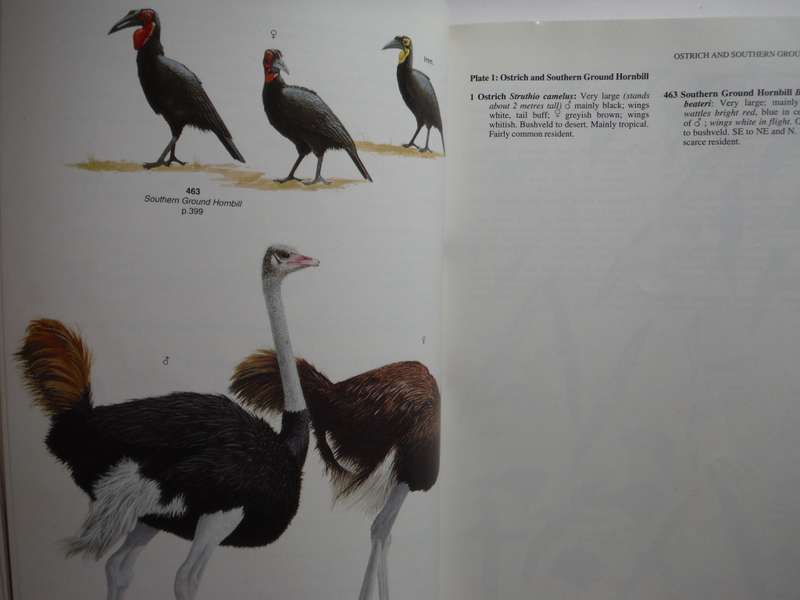 Field Companion to Roberts` Birds of Southern Africa - Paperback - Gordon Lindsay Maclean