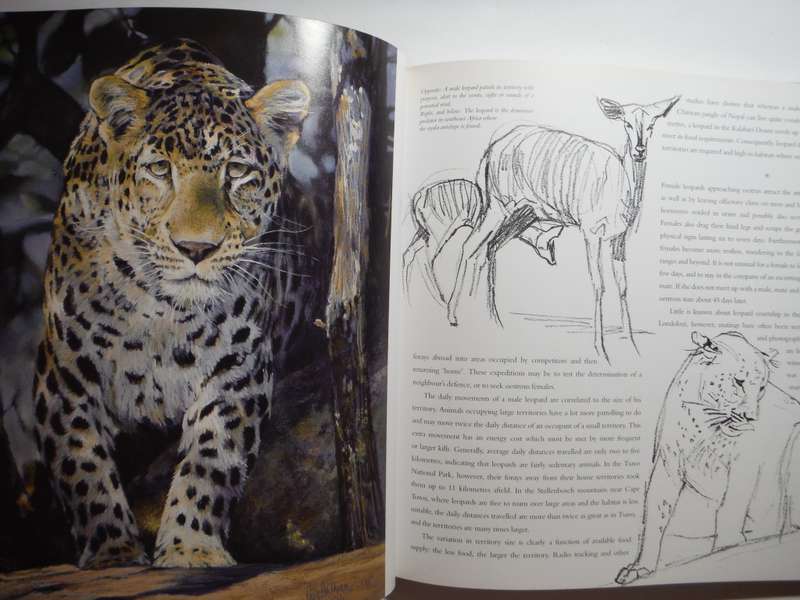 Cats of Africa - Hardcover - Paul Bosman and Anthony Hall-Martin