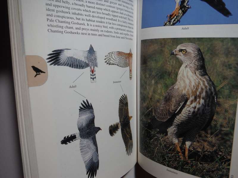 A Photographic Guide to Birds of Prey of Southern, Central and East Africa