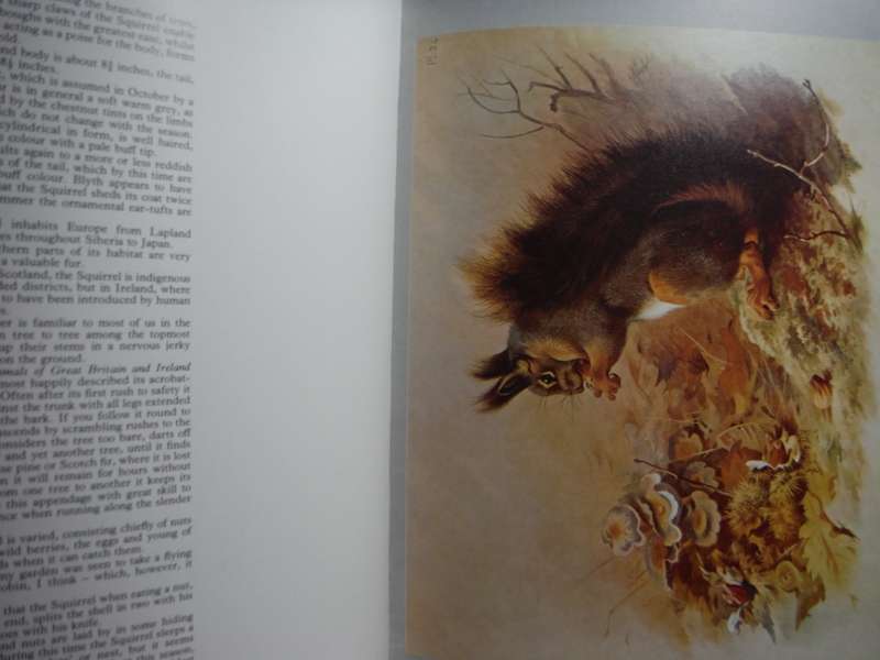 Thorburn`s Mammals - Softcover - Mermaid Books