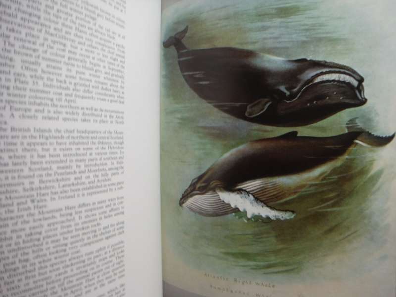 Thorburn`s Mammals - Softcover - Mermaid Books