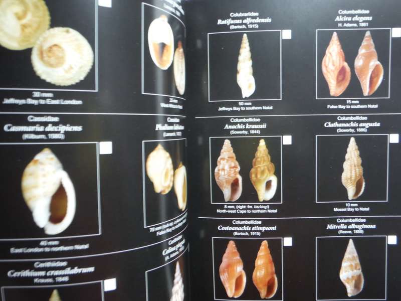 Field Guide to South African Seashells : Cape Region - Paperback - Alwyn P. Marais