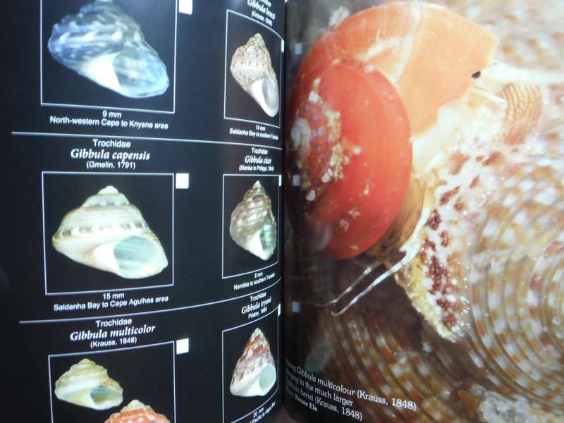 Field Guide to South African Seashells : Cape Region - Paperback - Alwyn P. Marais