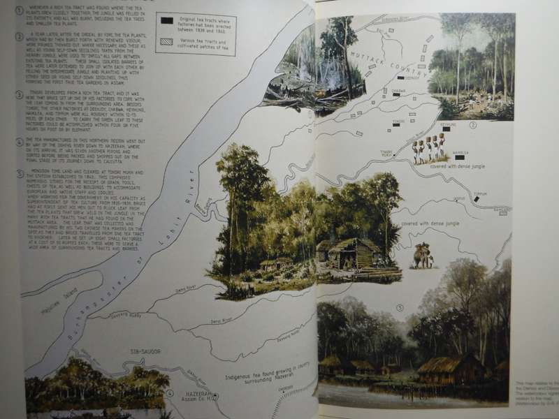 Tea - A Journey in Time : Pioneering and Trials in the Jungle - Hardcover - John Weatherstone